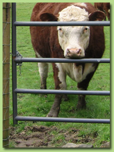 U-Latch installed on a livestock gate works for cows and horses 