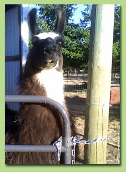 Llama standing behind a gate with U-Latch installed horizontally 