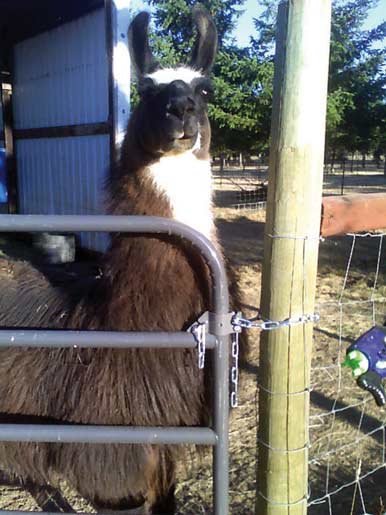 Owners of 'houdini' animals can gain peace of mind using U-Latch